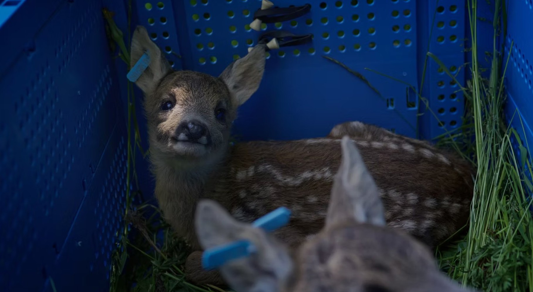 For Deer Life.jpg