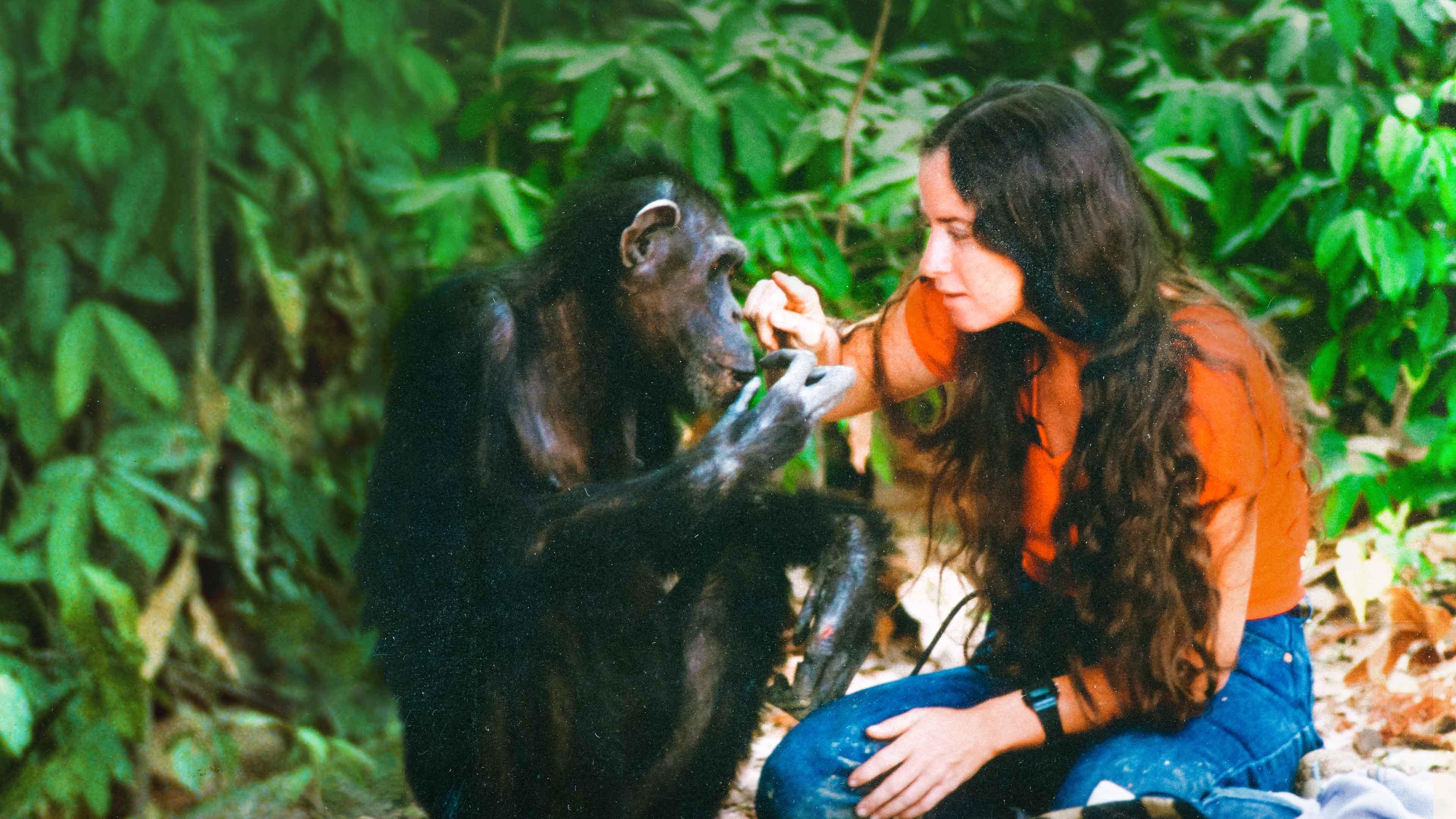 Lucy, the Human Chimp