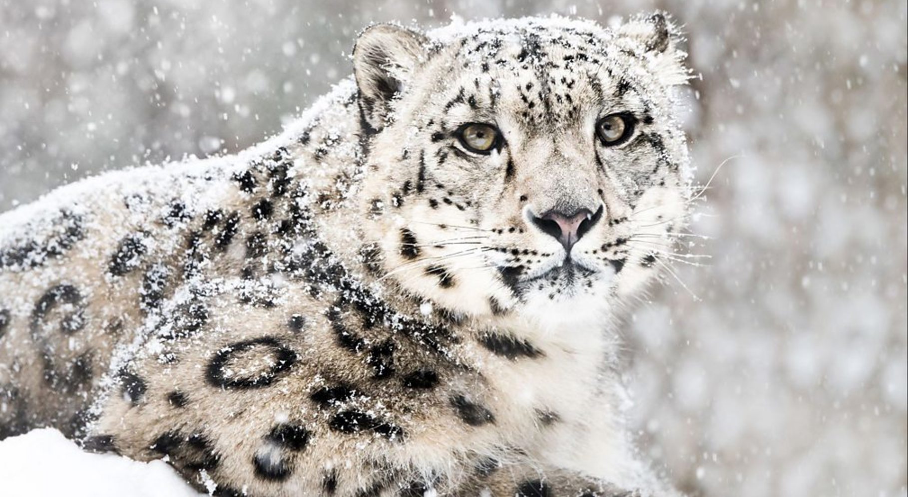 Snow Animals.jpg