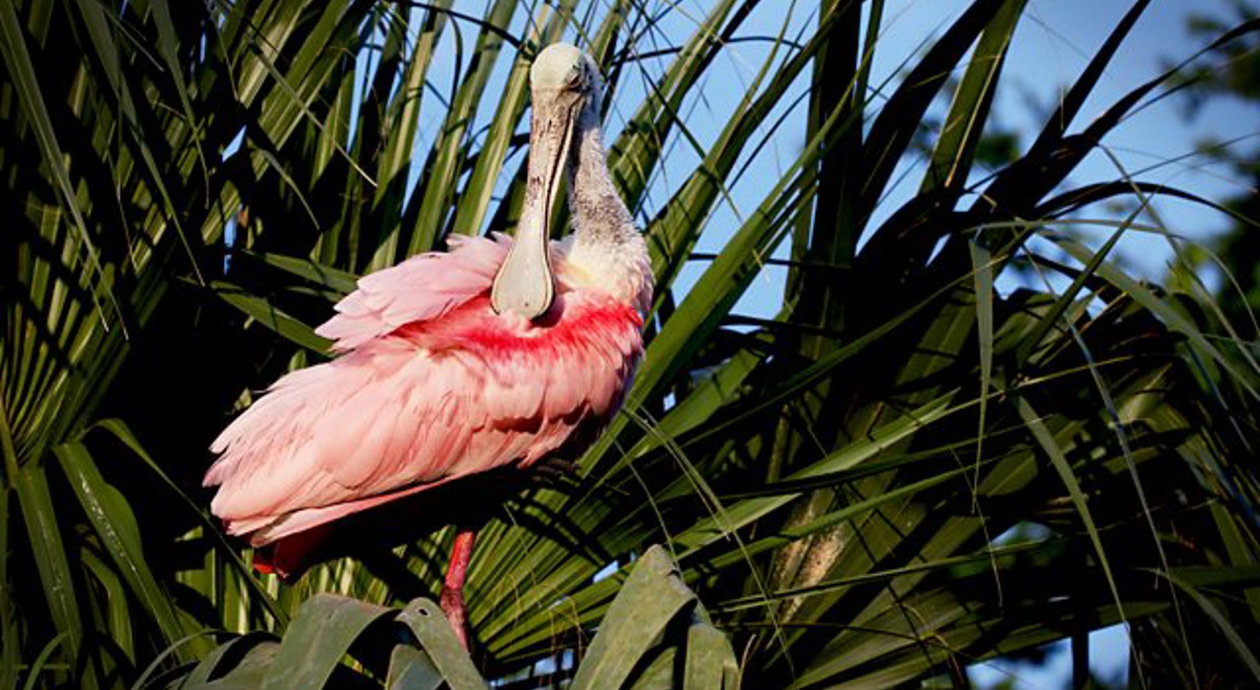 Natural world florida 2.jpg