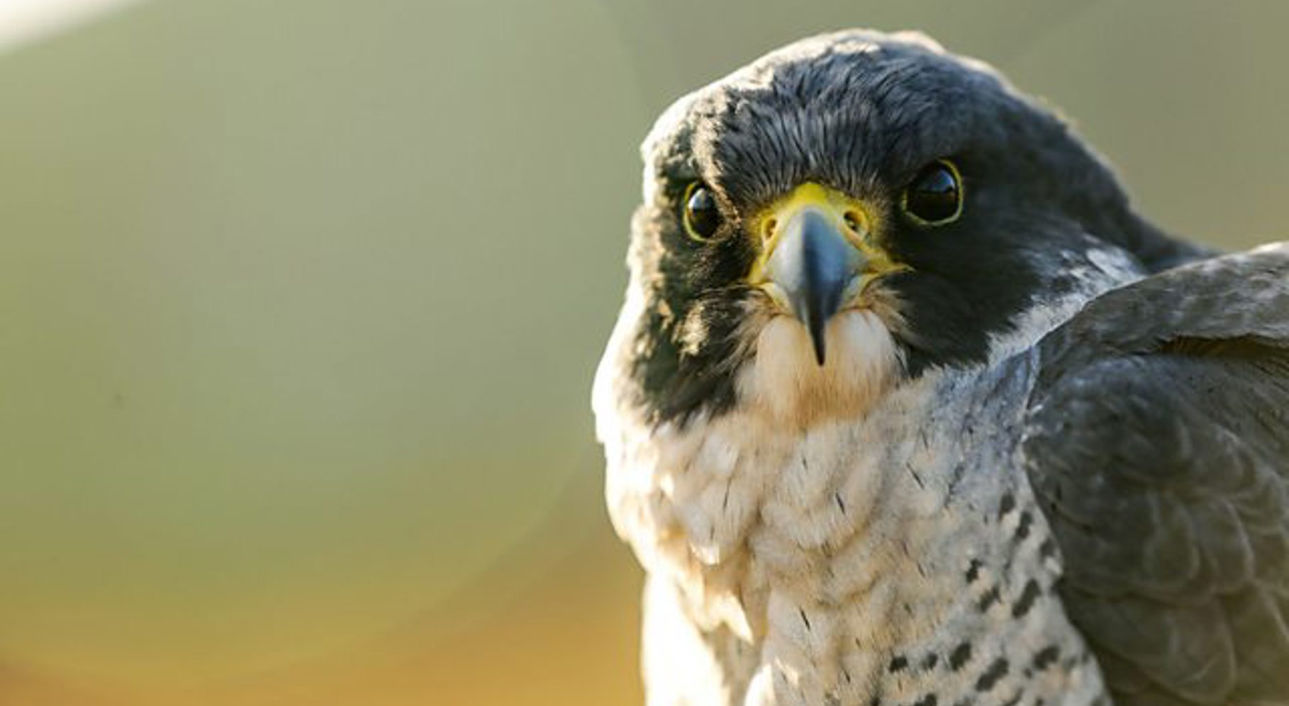 Natural World Falcon 2.jpg