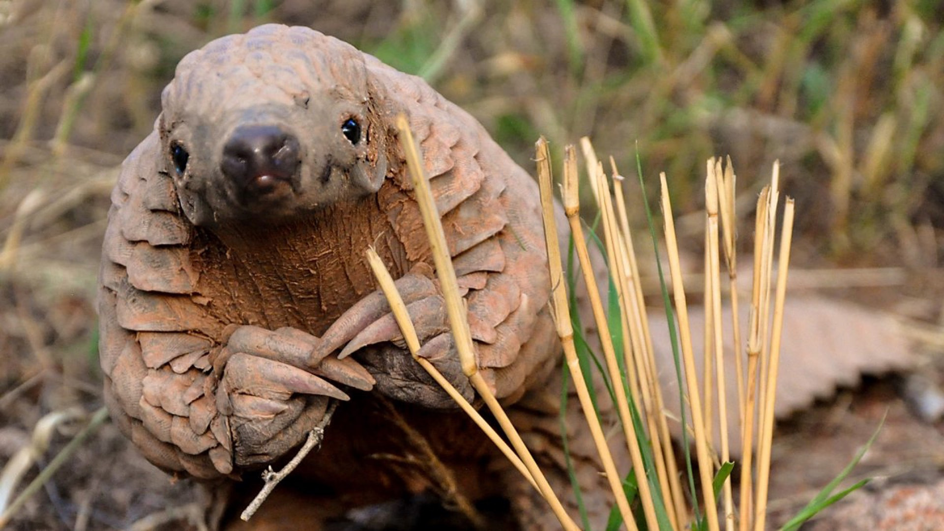 Natural World: Pangolins - The World's Most Wanted Animal