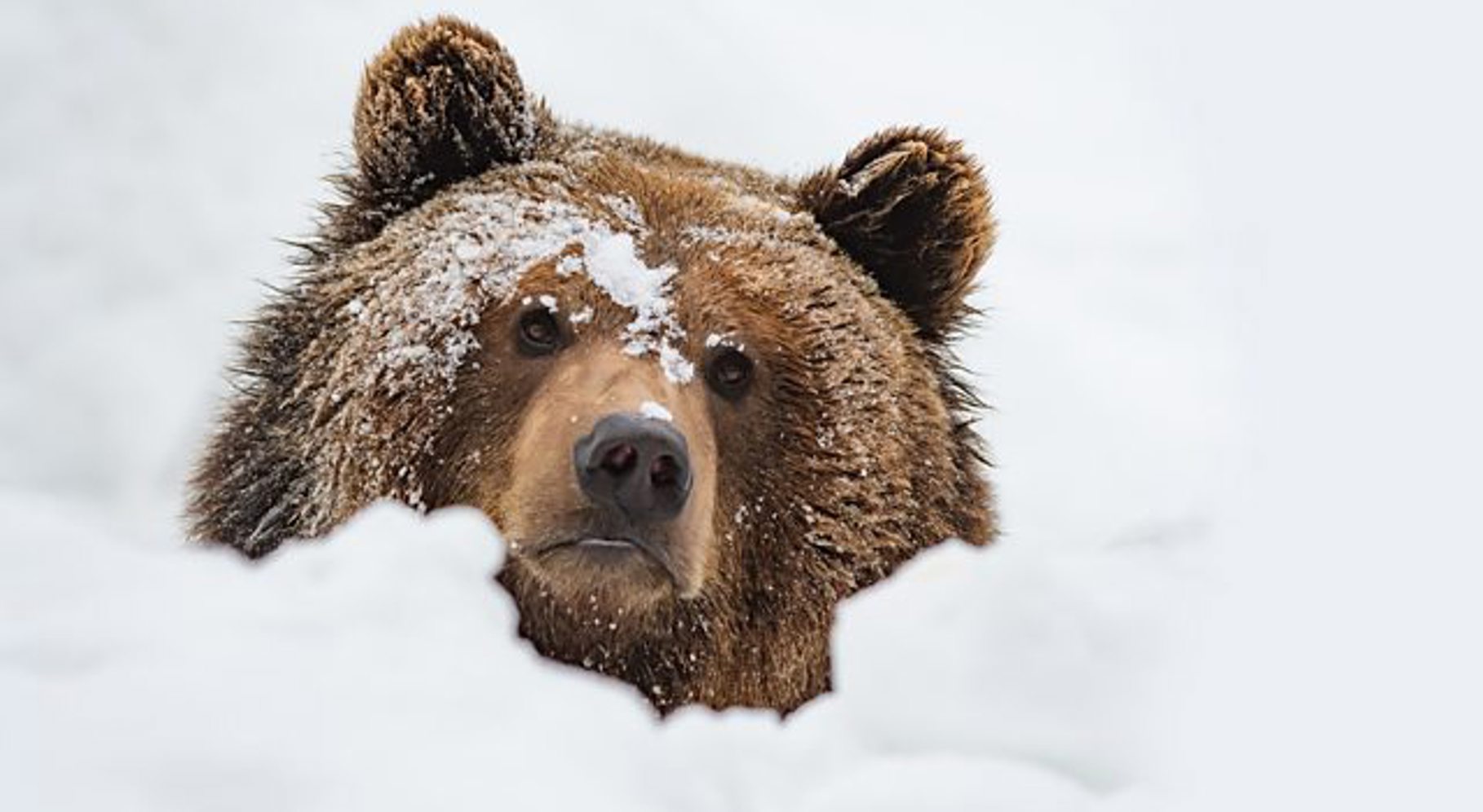 Natural World Bears 2.jpg