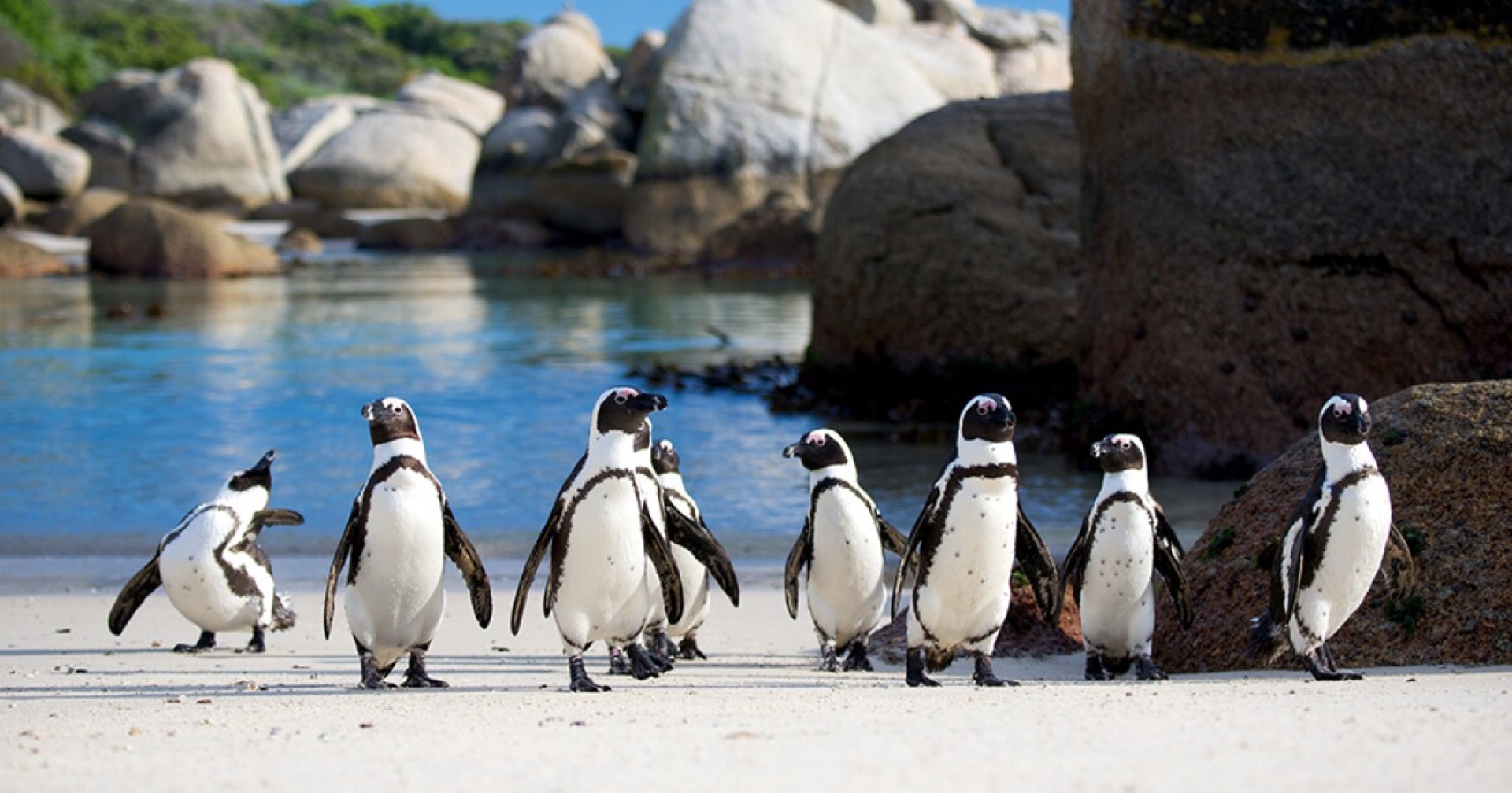 Penguins Meet the Family