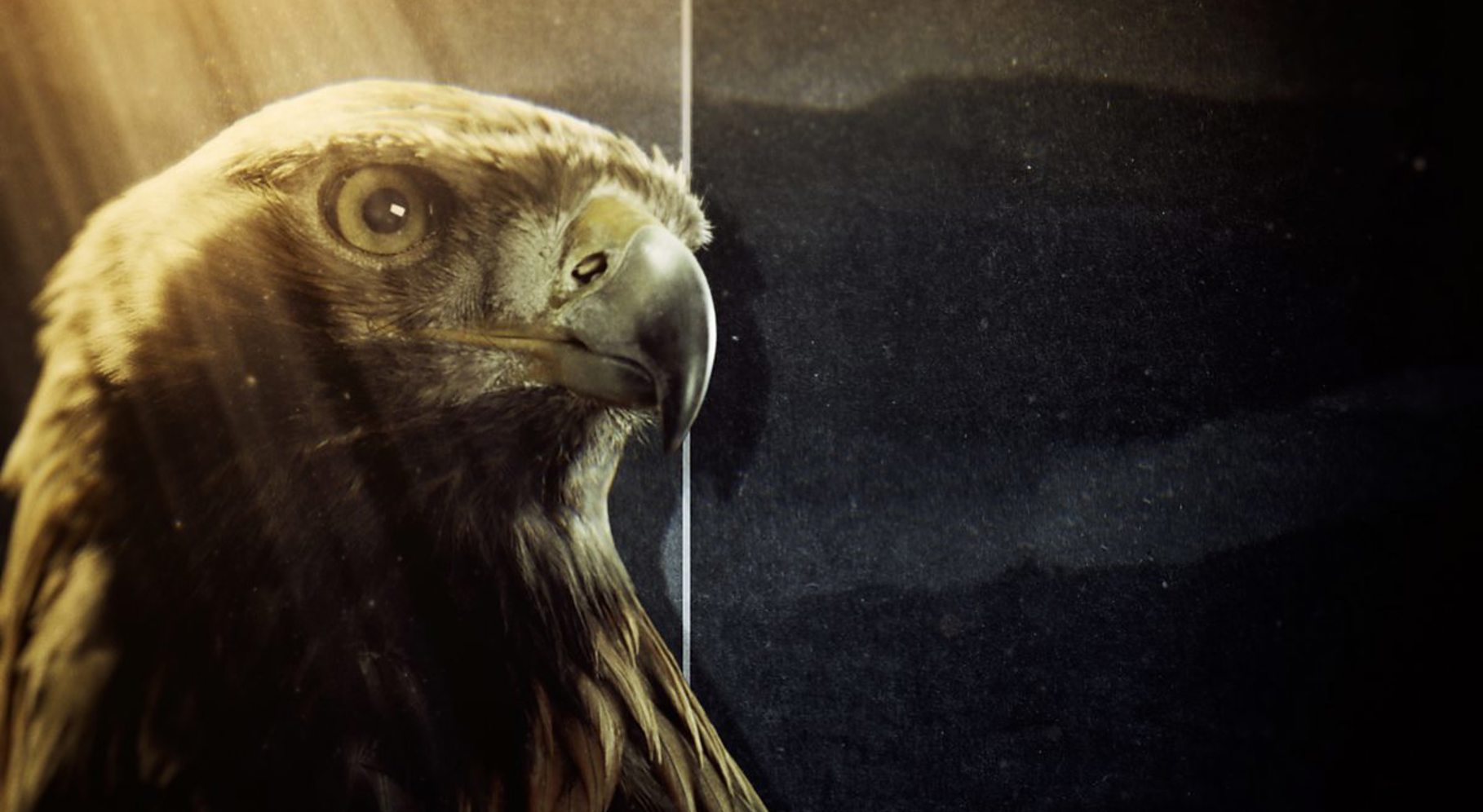 Natural World Super Powered Eagles 2.jpg