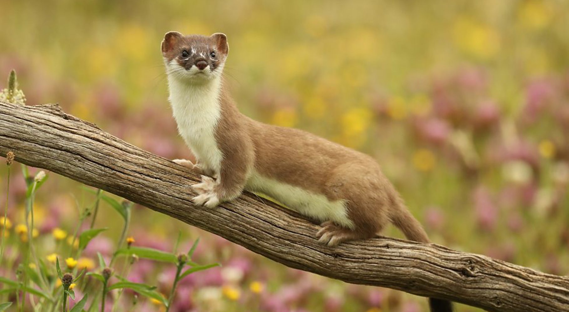 Natural World Weasels 3.jpg