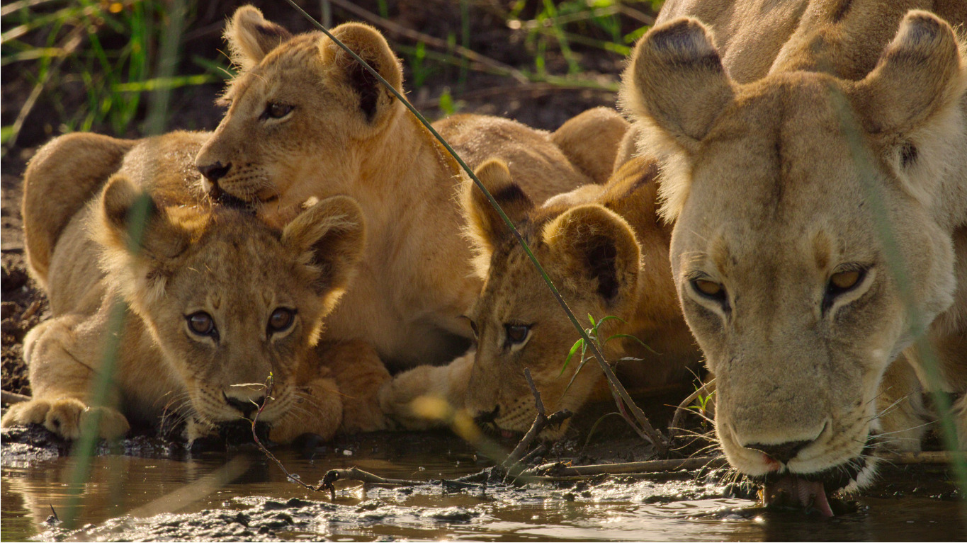 Surviving Paradise A Family Tale