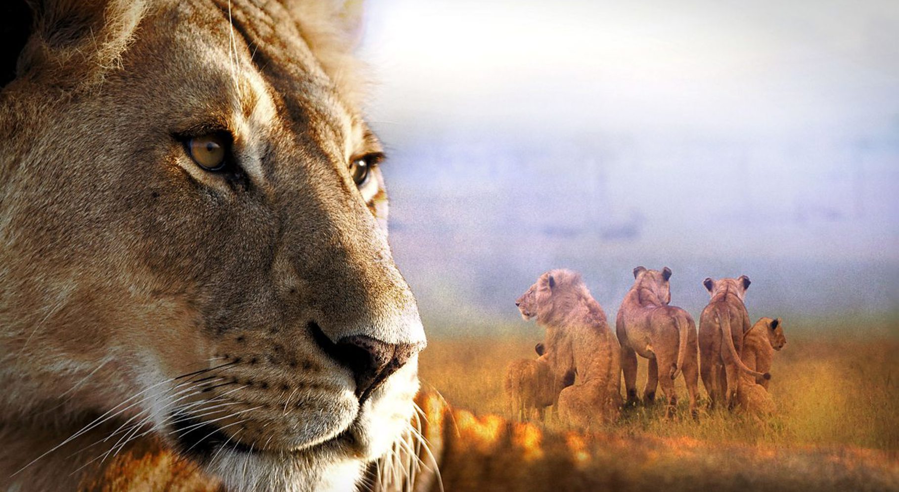 Lion The Rise & Fall of the Marsh Pride 2.jpg