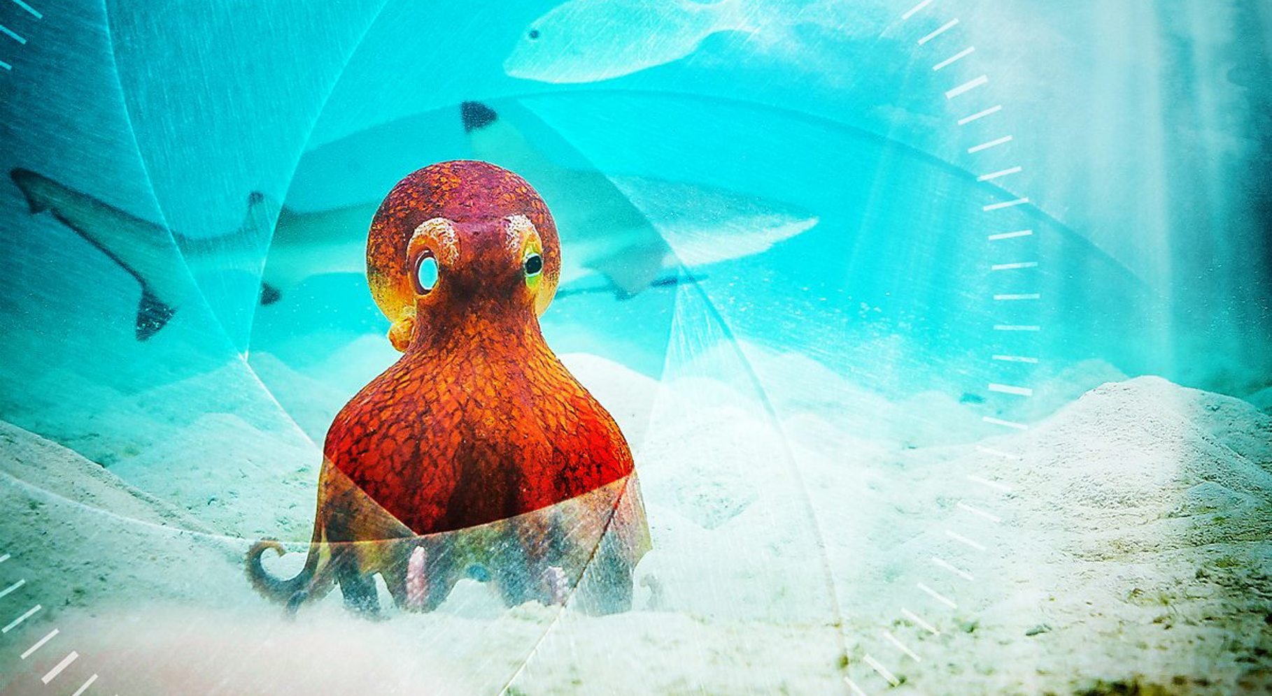 Spy in the Ocean