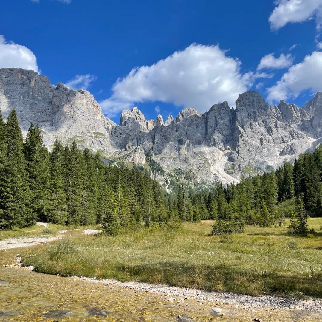 Secrets From A Forest